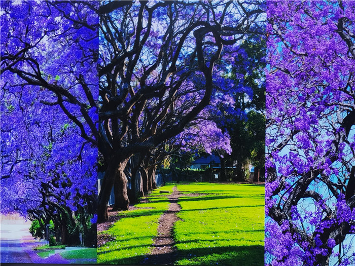 绵阳中旅假日旅行社2025年澳洲暨秋季线路品鉴会