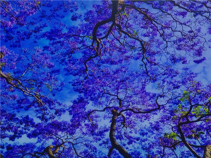 绵阳中旅假日旅行社2025年澳洲暨秋季线路品鉴会