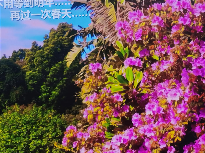 绵阳中旅假日旅行社2025年澳洲暨秋季线路品鉴会